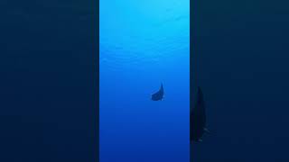 Manta ray at home reef manta ray манта дайвинг diving g [upl. by Seafowl278]