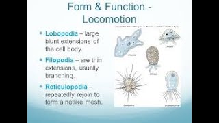 Subphylum Sarcodina  Types of Pseudopodia [upl. by Kappel]