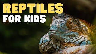 Reptiles for Kids  What is a reptile Learn all about reptiles and their characteristics [upl. by Supen]