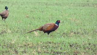 Bažant obecný Phasianus colchicus bažant obyčajnýcommon pheasantFasanBażant zwyczajny [upl. by Lashonde]