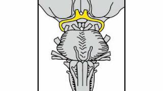 Neurologic Exam Cranial Nerves Anatomy  Cranial Nerve 2 [upl. by Adabel369]