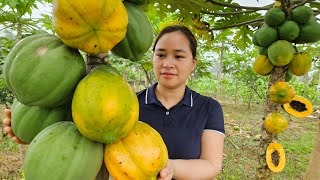 Harvest Ripe Papaya Goes To Market Sell  Cook papaya for pigs  Lunch with Ly Phuc An [upl. by Saxon409]