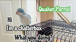 Blue Quaker Parrot Talking with Owner Best Talking Quaker Parrot 🦜 [upl. by Ebeneser259]