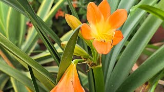 Plant Showcase  Clivia Miniata  Bush Lily [upl. by Hum]