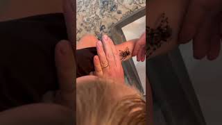 When Unboxing a Tarantula goes wrong  A geniculata Female [upl. by Abra]