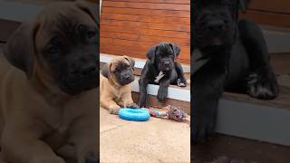 Purebred Cane Corso pupps shorts short canecorso corsopups corso pitbull puppy [upl. by Ahsela]