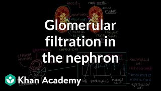 Glomerular filtration in the nephron  Renal system physiology  NCLEXRN  Khan Academy [upl. by Nilhtac406]