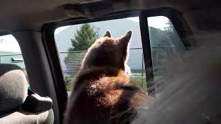 Meeko Going By The Sandusky County Fair Looking At Sheep [upl. by Ettelrats18]