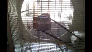 Homart Cooler window fan 3 [upl. by Monro]