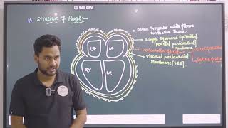 Lymphatic System in Hindi  Lymph  Lymph Nodes  Lymph Vessels  NEET [upl. by Mclain346]