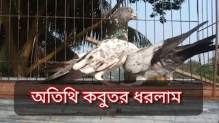 অতিথি কবুতর ধরে ছেড়ে দিলাম । pigeon loveMY G PIGEON LOFT [upl. by Yokum]