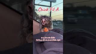 Baby Marmoset Eating ChickFilA Nugget LordsChicken ChickFilA MonkeysofYouTube ViralMonkey [upl. by Graves922]