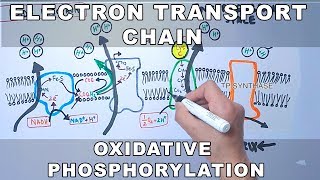 Electron Transport Chain and Oxidative Phosphorylation [upl. by Brezin]