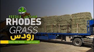 RHODES GRASS  Chloris gayana رودس  أعلاف  حشيش [upl. by Edahs4]