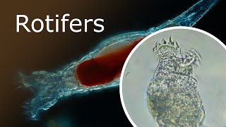 All About Rotifers Anatomy and Habitat Rotaria Macrura Under a Microscope 100x250x [upl. by Yzeerb537]