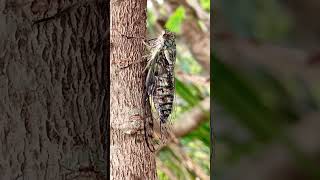 セミの鳴き声 クロイワツクツク shorts cicada insects [upl. by Baxy]