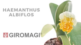 Haemanthus albiflos [upl. by Aeresed]