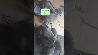 FEEDING ROUTINE TO MY KITTYS felieopiso cat catlover [upl. by Nylidam662]