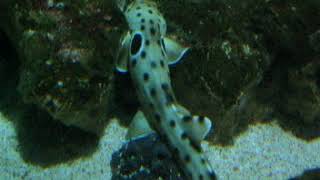 Epaulette shark quotwalkingquot [upl. by Cooperstein]