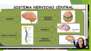 TAREA4 Neurona Sistema Nervioso Neurotransmisores y Sinapsis [upl. by O'Toole]