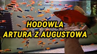 Hodowla Artura  relacja [upl. by Cirda]