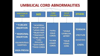 UMBILICAL CORD AND ITS ABNORMALITIES [upl. by Gates659]