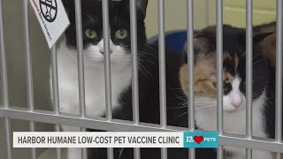 Harbor Humane hosting lowcost vaccine clinic on Thursday [upl. by Vedetta]