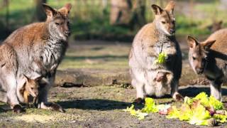 KänguruBabys im Tierpark Nadermann [upl. by Thurman514]