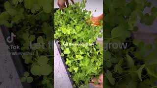 Growing seedlings in roots Making weed free soil blocks while using regular garden soil [upl. by Fanchan]