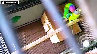 Plum Head Parrot Mating  An old video [upl. by Hathaway]