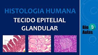 Tecido Epitelial Glandular Glândulas Exócrinas Endócrinas e Anfícrinas  Histologia Humana [upl. by Torbert]