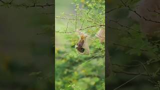 Penduline Tit Bird 🐦 shorts facts [upl. by Yeroc937]