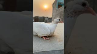 New laal pet ke par kholke use upar neeche kr waya birds pet minivlog kabootar petsvlog vlog [upl. by Schmidt]