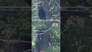 Tranquilized bear falls from tree in city park animals rescue novascotia [upl. by Dnaltiak275]