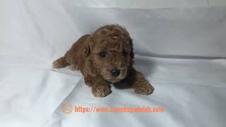 Elios is a fourweekold male toy poodle puppy [upl. by Nalyr]