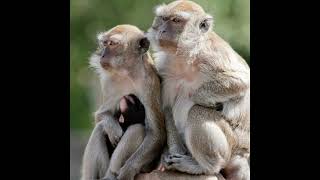 Police Searching for 40 Monkeys That Escaped South Carolina Facility [upl. by Aribold]