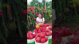 Wanna try these yummy dragon fruit fruits 🍊🍓🍉🍎🥭shorts nature fruit [upl. by Airekahs]