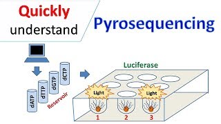 Pyrosequencing [upl. by Mert]