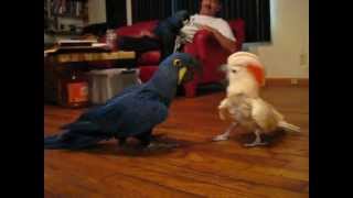 Cockatoo vs Hyacinth Macaw [upl. by Brazee]