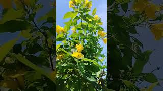 Caribbean Trumpet Flower Tree [upl. by Lehar]