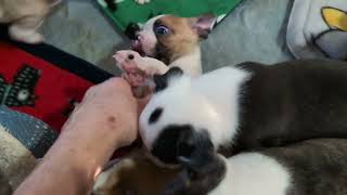 Bostons Barking Babies Rowdiness at 4 Weeks 🐾❤️🐾❤️🐾 [upl. by Ecertak]