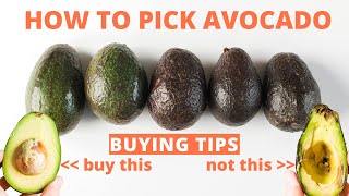 How to Pick Avocado  Tips for buying perfect avocados at the store [upl. by Taft882]