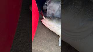 Striper Fishing Sacramento River Dellta  Choked Fishing Shorts Subscribe Like Striper [upl. by Bertila508]