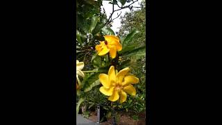 Shorts Gardenia  Golden pinwheel  Gardenia Tubifera  Beautiful flowers [upl. by Rowell119]