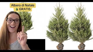 Albero di Natale 🎄 gratis da IKEA [upl. by Nedearb150]