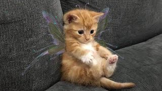 10 minutes of adorable 🥰cats and kittens videos to keep you smiling 😍😅 [upl. by Krystalle]