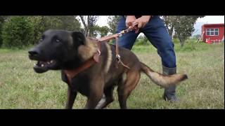 Perro pastor Belga Malinois de guardia y protección [upl. by Anahir]