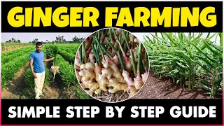 Ginger Cultivation  How to grow Ginger at Home  Planting Care Harvesting  Ginger Farming [upl. by Ruosnam]