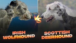 Irish Wolfhound vs Scottish Deerhound Detailed Comparison [upl. by Haon926]