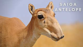 The Saiga Antelope  Stock Videos  Animals  Endangered  No Copyright Footage [upl. by Iliram771]